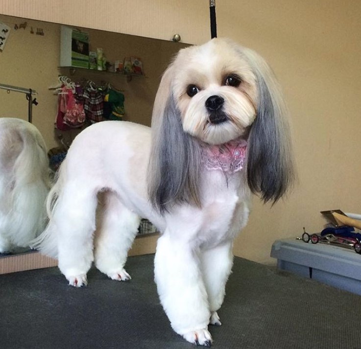 Lhasa Apso with closely shaved hair on body leaving is legs' fluffy and its ears with long straight hair