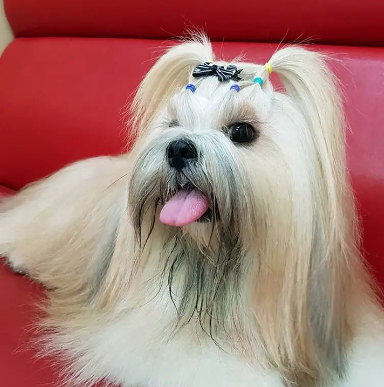 resting Lhasa Apso with long straight hair and layered pony tail tiedwith rubber bands just above her eyes and a ribbon pin on top of its head