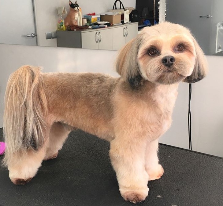 brown Lhasa Apso in bob cut with long hair on its tail while keeping the body fluffy