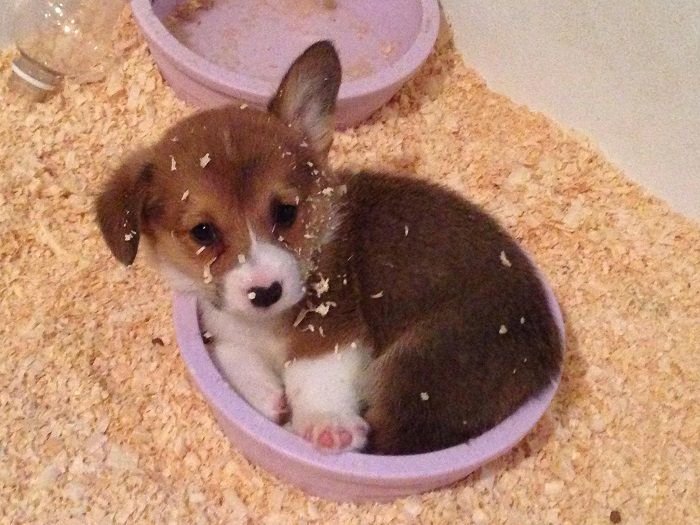 corgi puppy resting inside the bowl