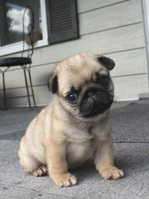 Pug puppy sitting in the veranda