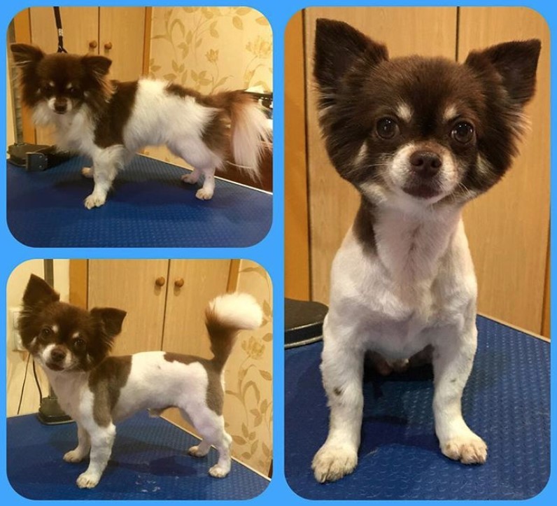 Chihuahua before and after haircut photo with circle shaped face haircut