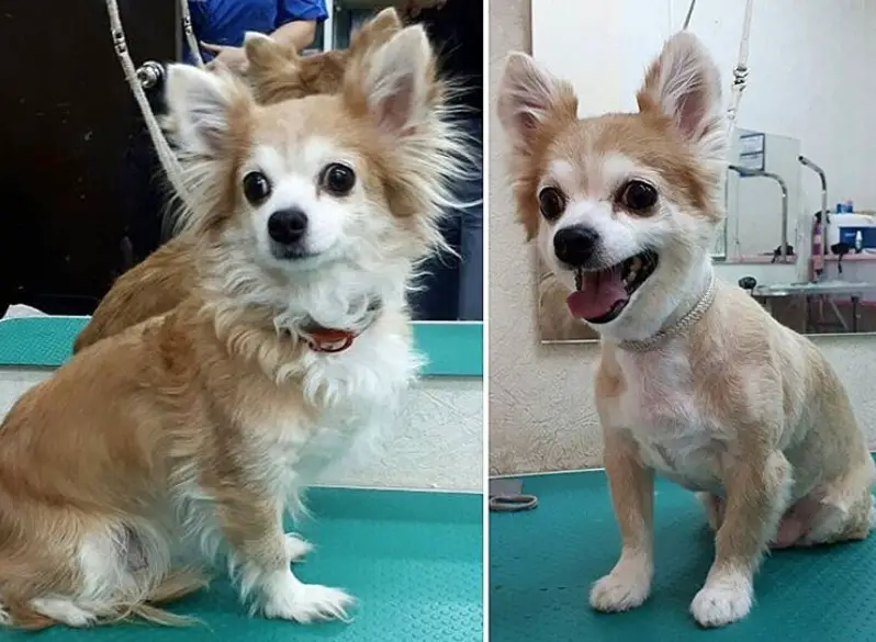 before and after photo collage of Chihuahua haircut with clean cut fur on its face and body