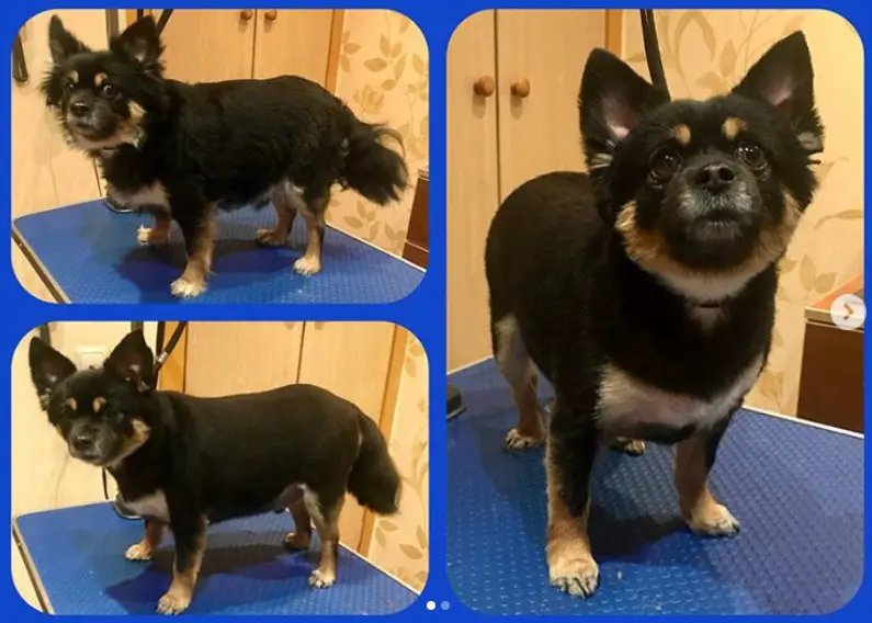 before and after photo collage of Chihuahua with clean cut