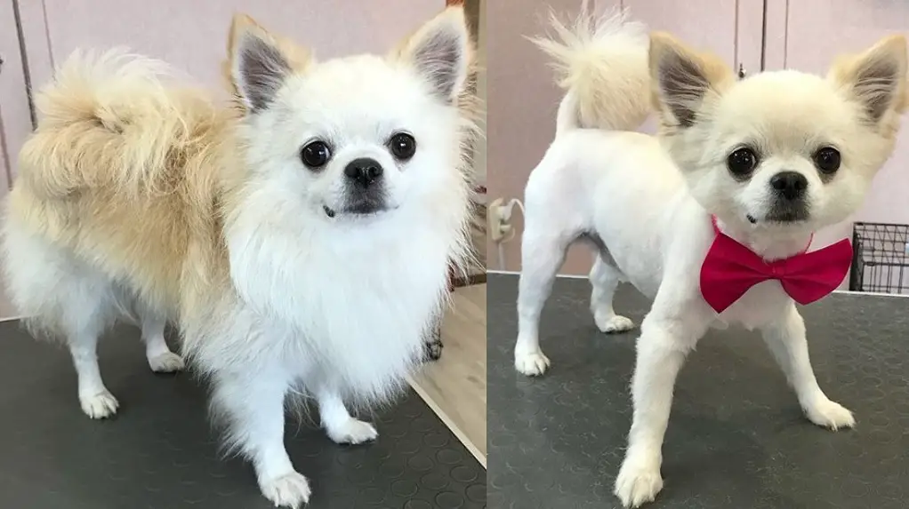 Chihuahua before and after haircut with closely shaved body leaving the hair on the bottom of its tails long