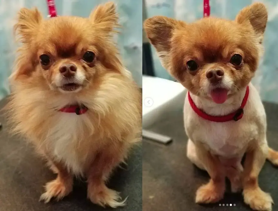 before and after photo of Chihuahua haircut with its body and face in clean cut