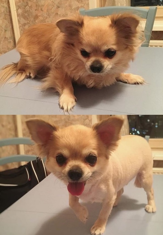 before and after photo of chihuahua haircut with closely trimmed haircoat and trimmed face