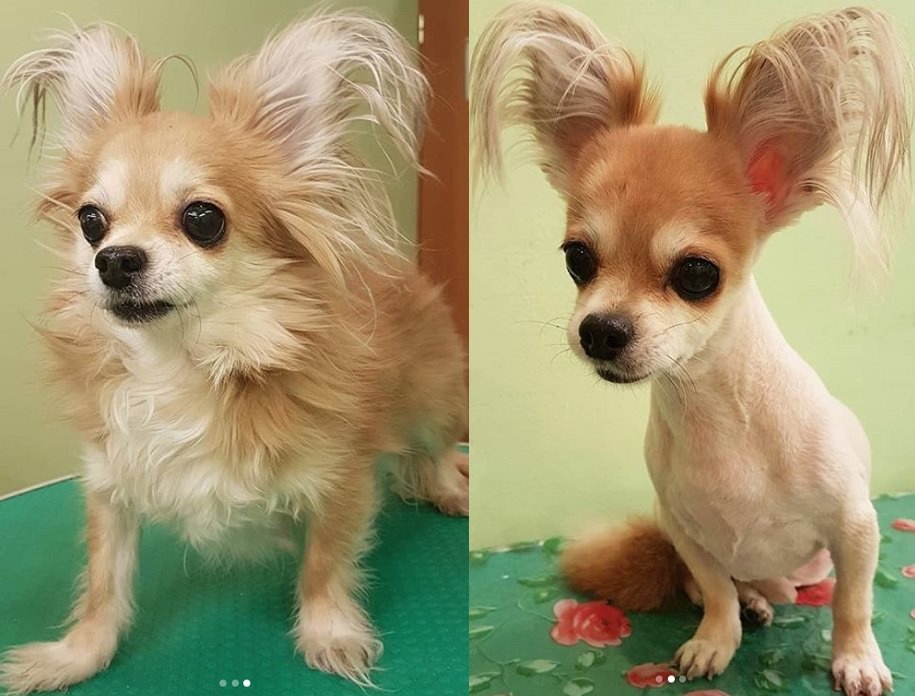 Chihuahua dog before and after photo of haircut