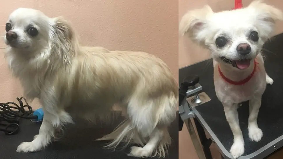 photo collage of before and after haircut of Chihuahua dog with the hair on its ears trimmed while the rest of its body is closely shaved
