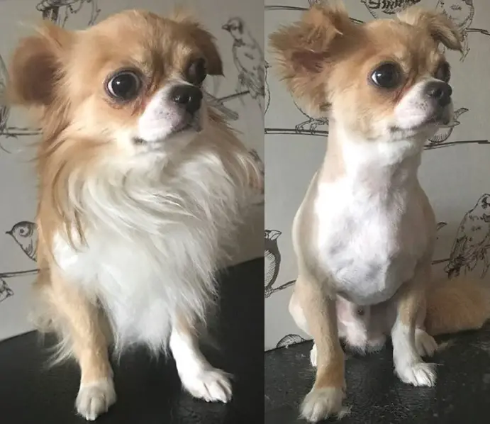 Chihuahua before and after haircut photo collage