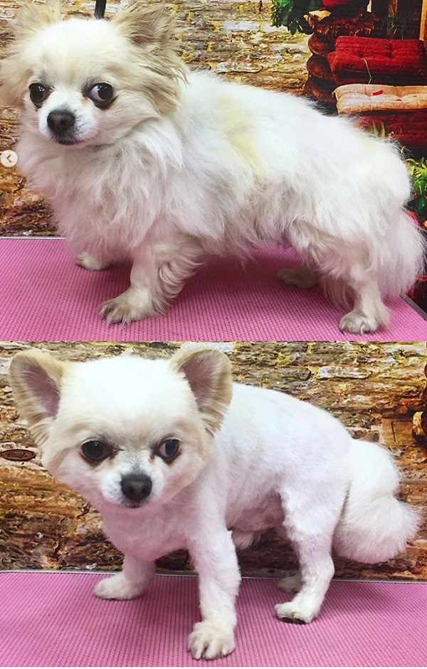 before and after photo of Chihuahua dog haircut in clean cut