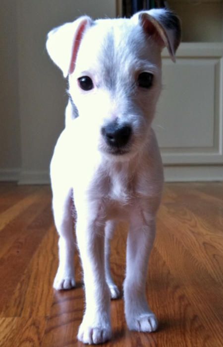Jack Russell white puppy