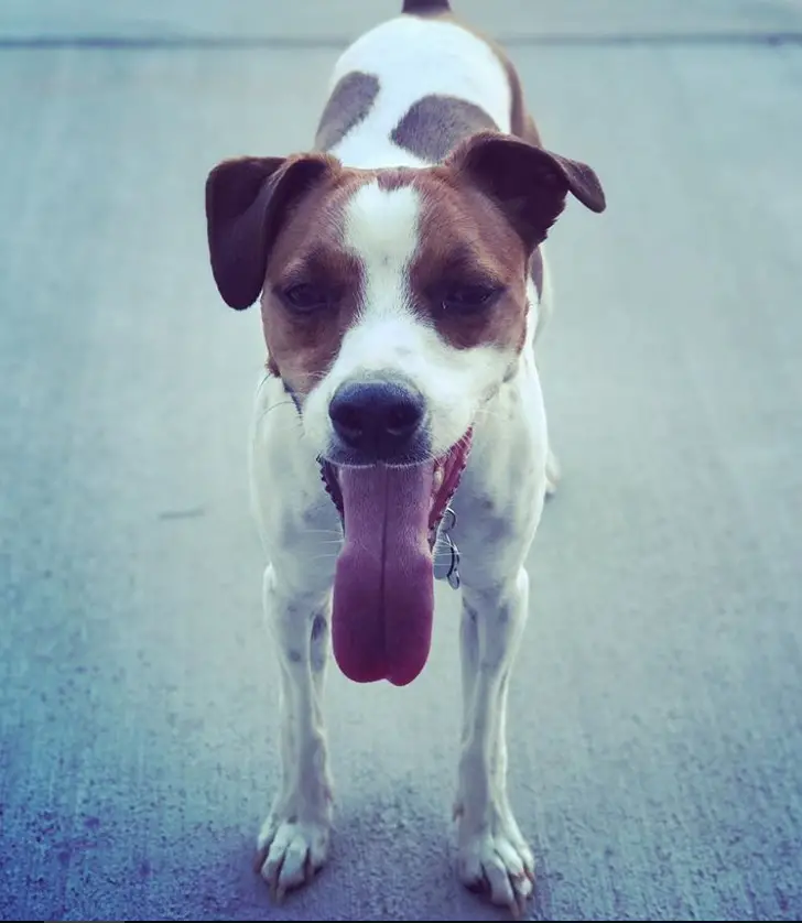 Jack Russell dog sticking its tongue out
