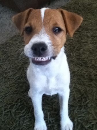 smiling Jack Russell puppy