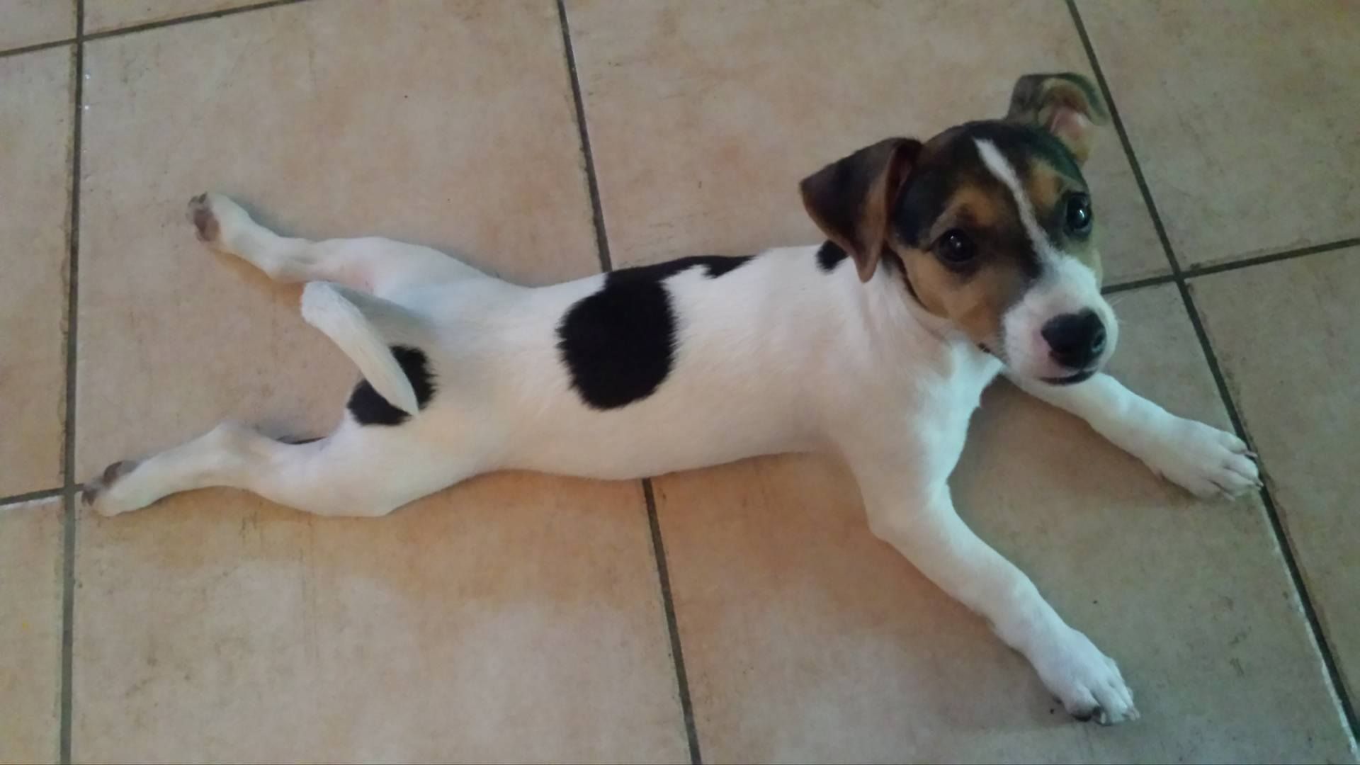 Jack Russell dog lying flat on the floor