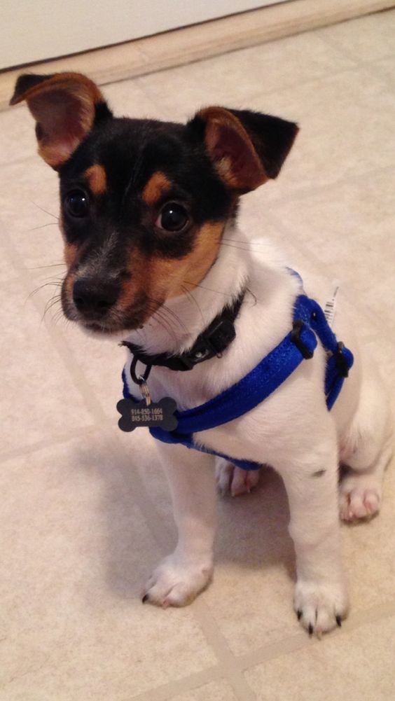 cute Jack Russell sitting on the floor