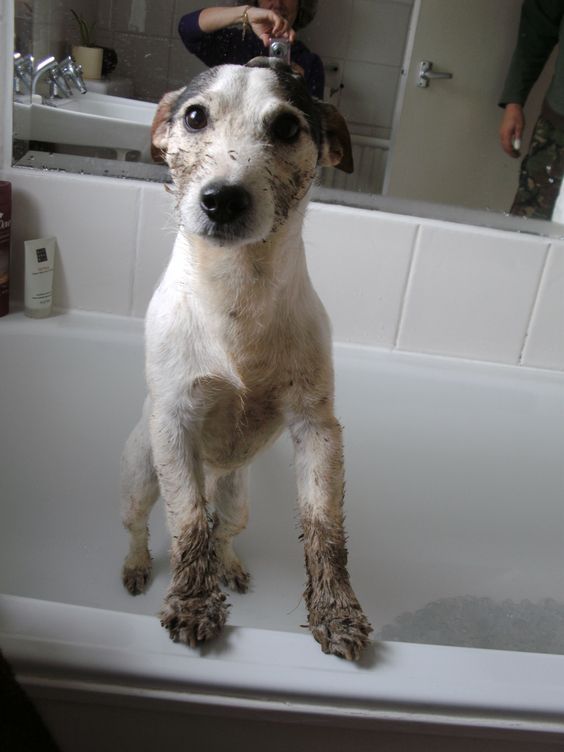 Jack Russell with dirt on its face and feet standing in a bath tub