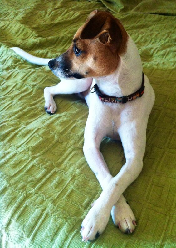 Jack Russell lying on the bed