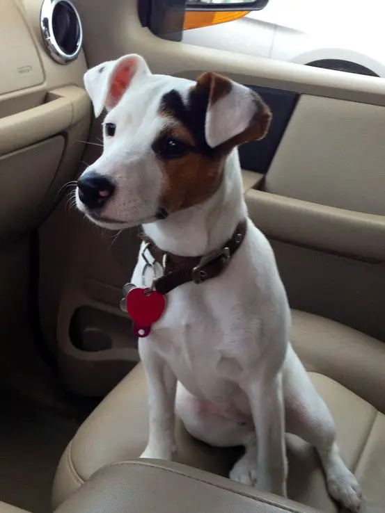 Jack Russell dog sitting on the passenger seat