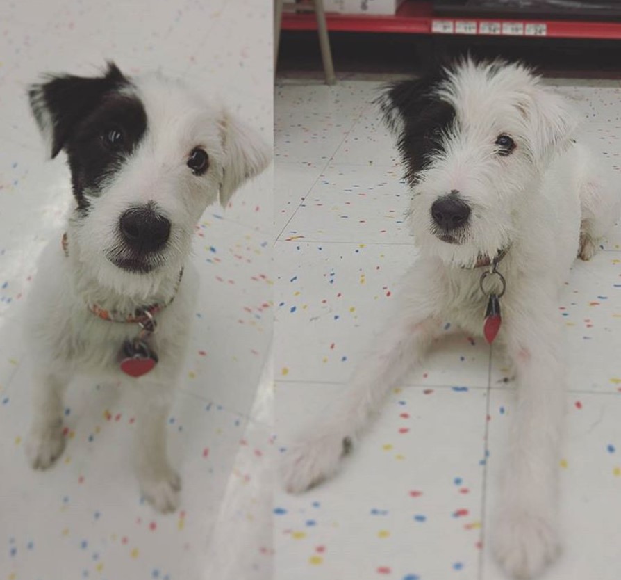 two Jack Russell puppies on the floor