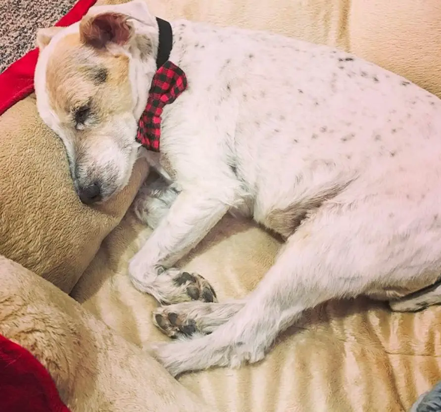 Jack Russell dog sleeping on its bed