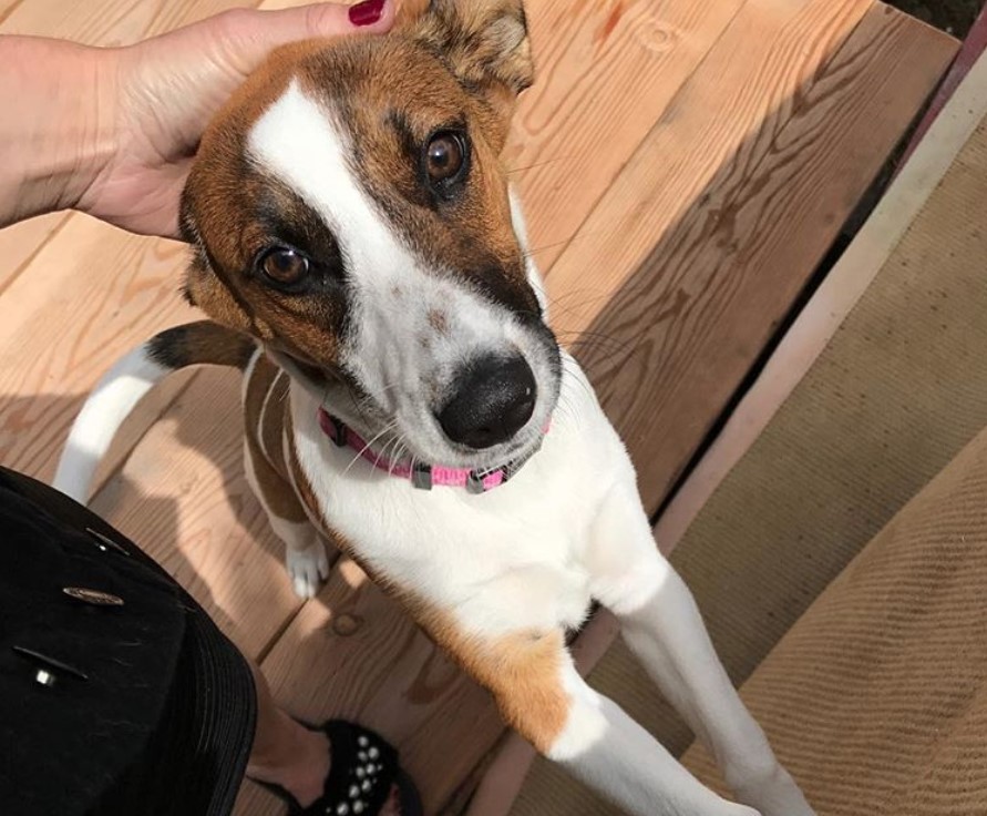 Jack Russell dog standing up