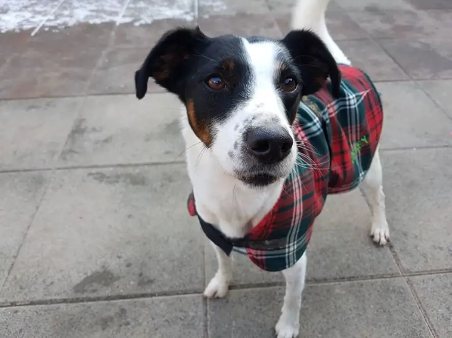 Jack Russell outdoors wearing checkered shirt