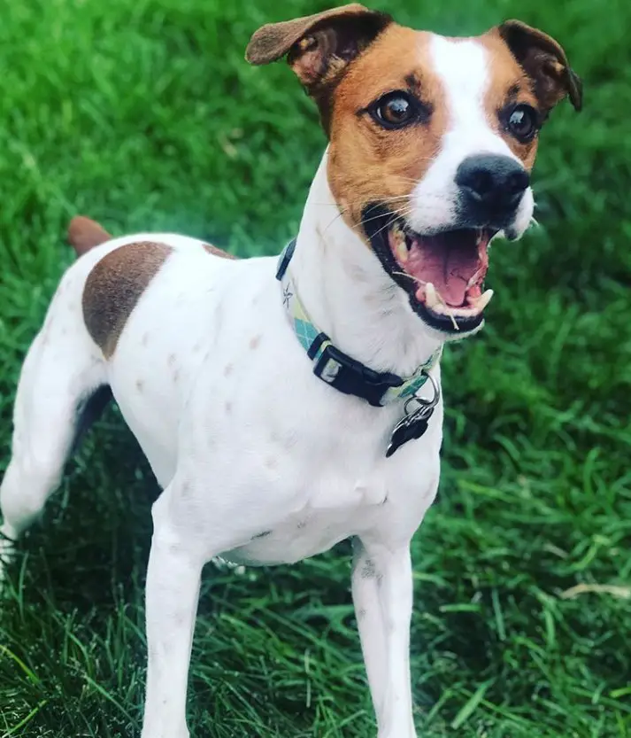 excited Jack Russell at the park