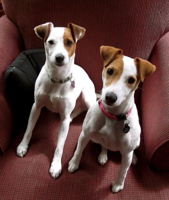 Jack Russell two Jack Russells sitting on the chair