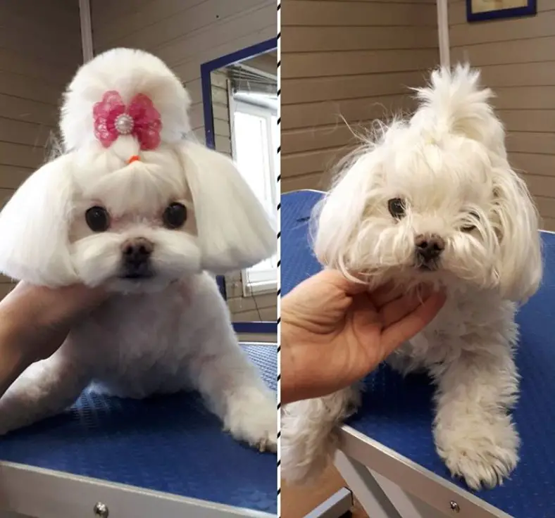 before and after haircut of maltese with bob style and pink cute ribbon with pearl hair tie ponytail