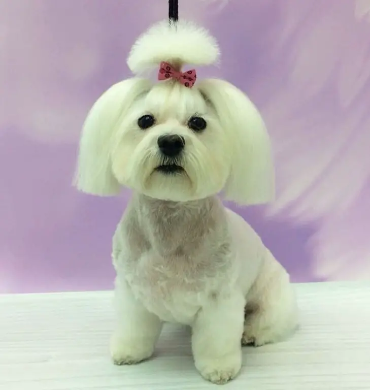 Maltese with a medium length hair cut n its ears and a pony tail with a cute little pink ribbon, while the rest of its body is cut short