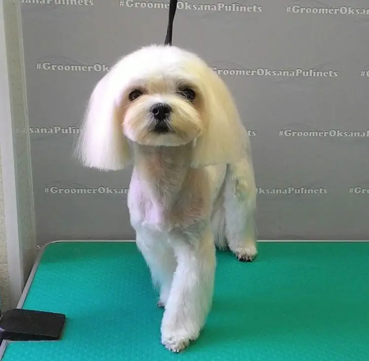 Maltese freshly groomed with a bob style haircut and the rest of its body is trimmed short