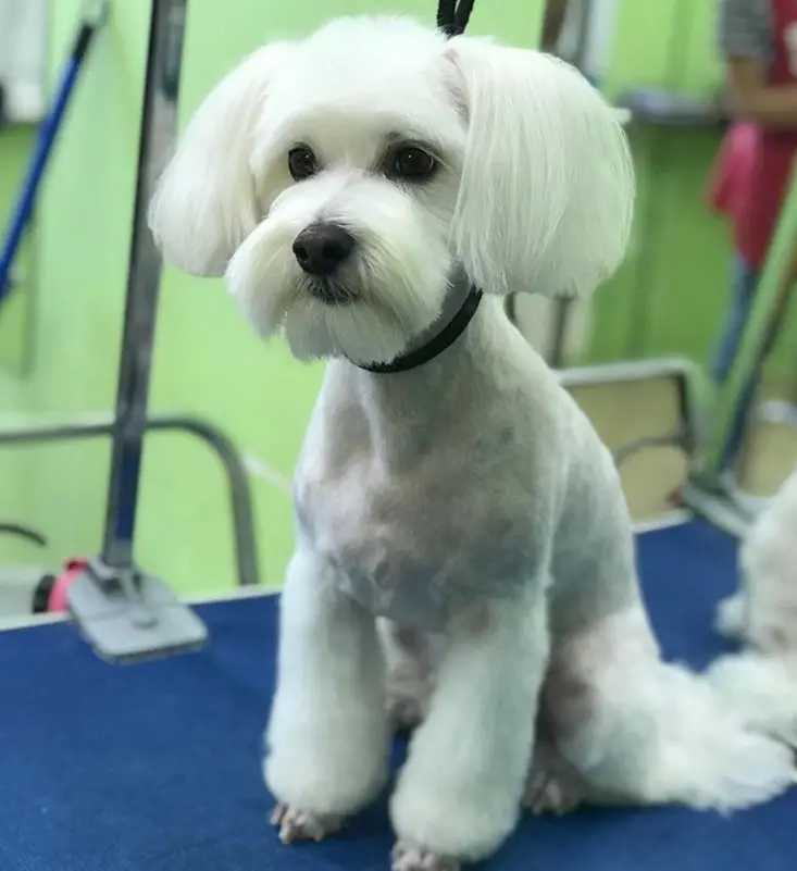Maltese with a haircut that involves cutting the fur on the body but leaving hairs on its legs fluffy, long hair on ears and mustache.