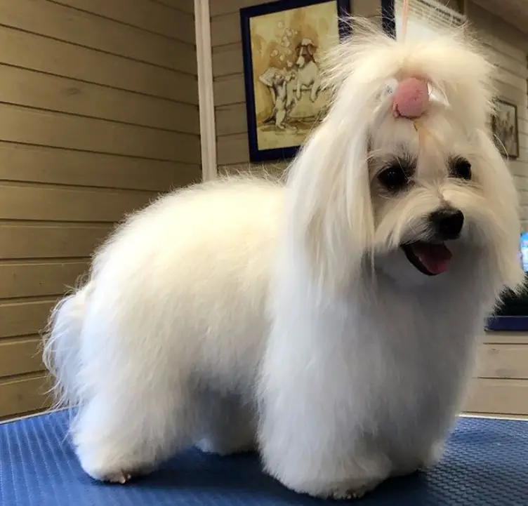 Cute ball of white Maltese, Its hair on the rest of her body is long and straight as well as its ears' hair.