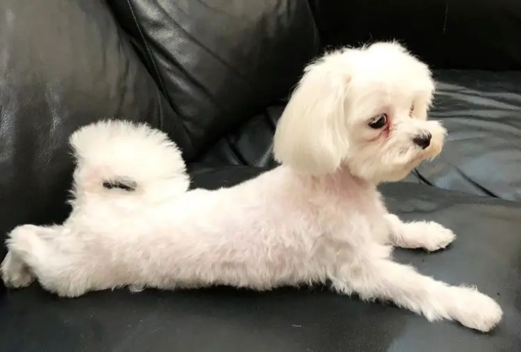 Maltese grooming style with its hair on its body is short and fluffy, medium length hairs on its ears and its tails' hair is kept long.