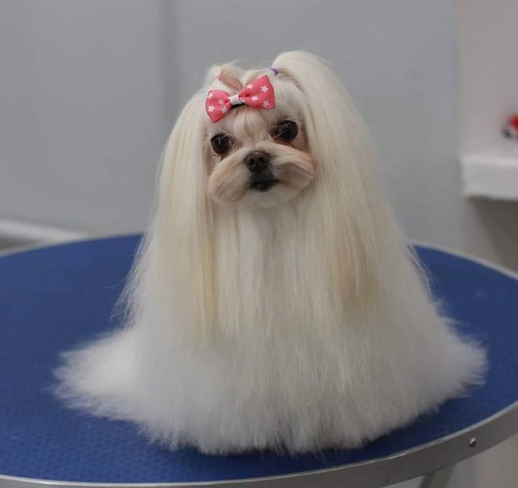 Maltese with a haircut that looks like she's wearing a dress, her hair is kept long just enough to drag on the ground, with a pony on the top of her hair and a cute pink ribbon on her forehead