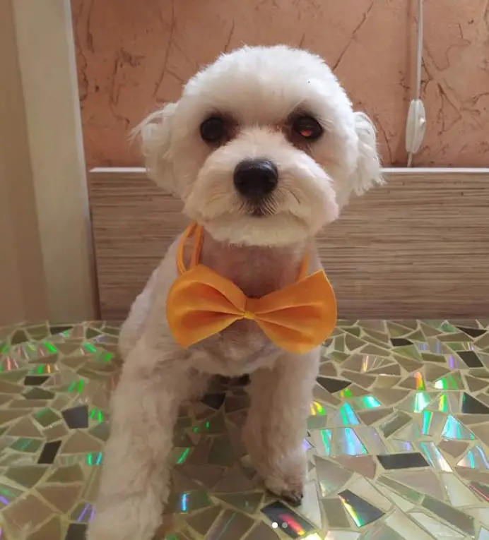 Cute Maltese with a ribbon tie, its hair all over is trimmed short.