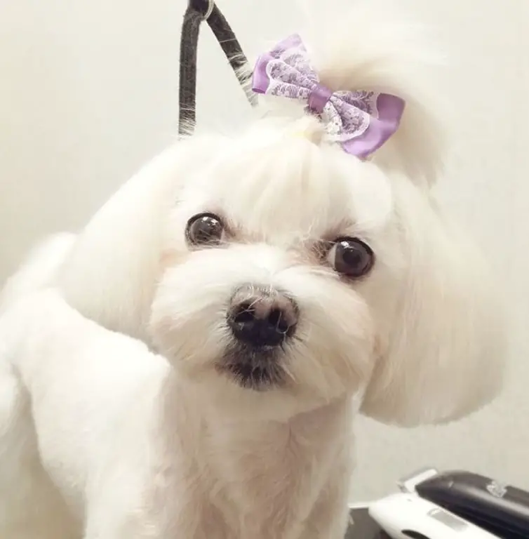 Malteset in bob style haircut up to its chin with a pony tail tied with purple ribbon