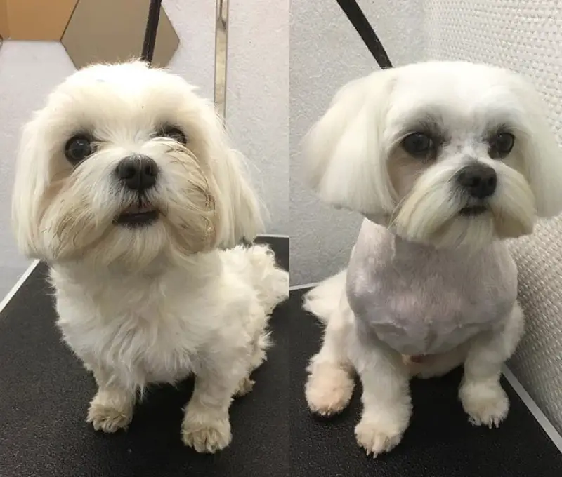 Maltese with a fresh haircut, short length bob cut and mustache while the rest of its body is trimmed short
