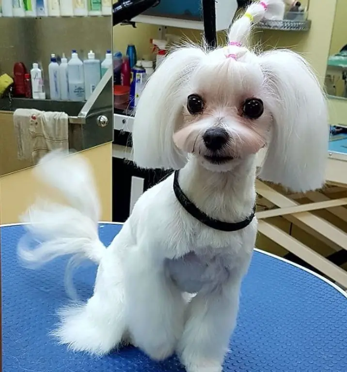 White maltese in with a long straight hair on its ears and a pony tail on top of her head tied with multiple elastics