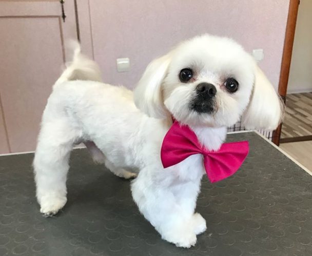 Maltese haircut style with the hair on its ears is straight and medium length while the rest of its body has short and fluffy hair, wearing a pink ribbon tie