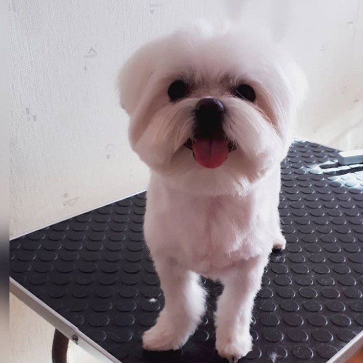 white Maltese puppy with a teddy bear haircut