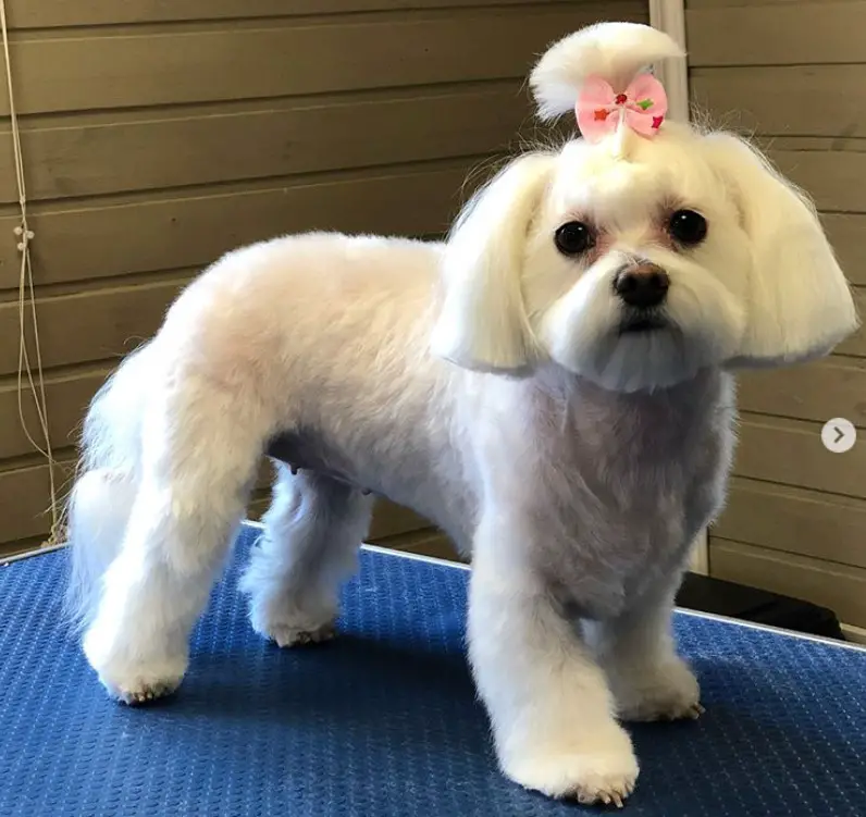 Maltese in bob cut with cute pink ribbon pony tail on top of her head