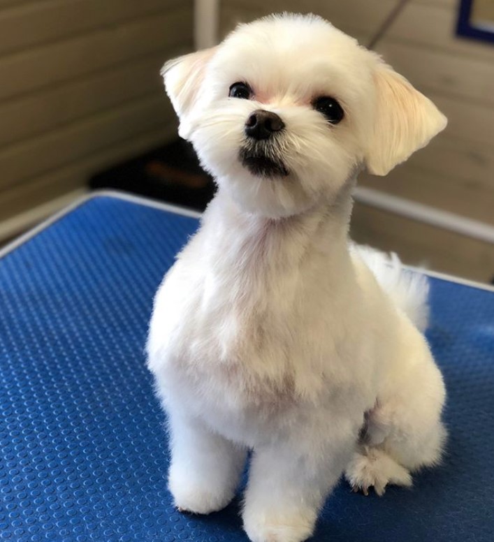 Maltese with teddy bear cut with the hair on its ears are cut very short just enough to trace its little ears while the rest of its body is trimmed short