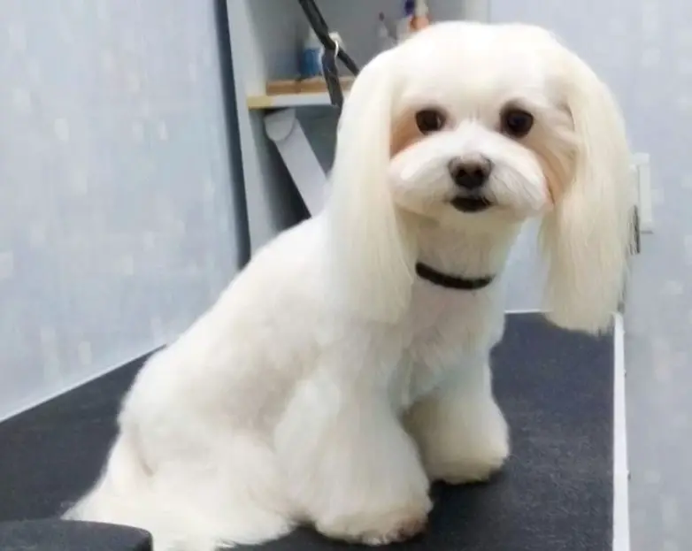 Maltese haircut that has long hairs on its ears and legs white the rest of the body is cut short