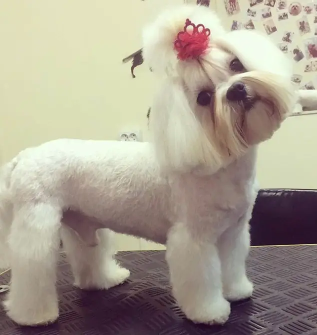 Cute maltese with a pink crown hair tie, it has a bob cut and mustache while the rest of its body is trimmed short leaving its legs with fluffy hair.