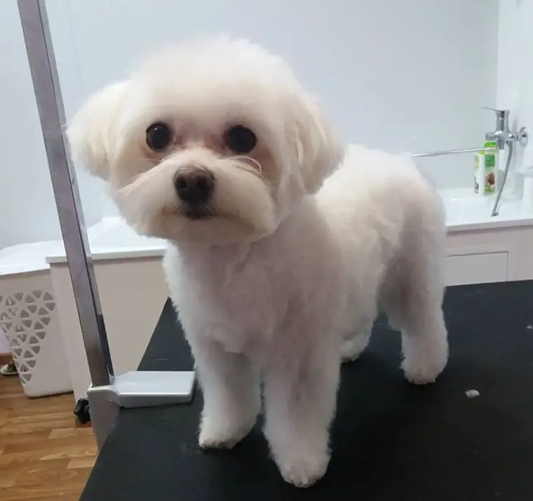 Maltese in bob cut, the hair on the body is trimmed short but the hair on its ears is kept long for that bob, and it also has a mustache.