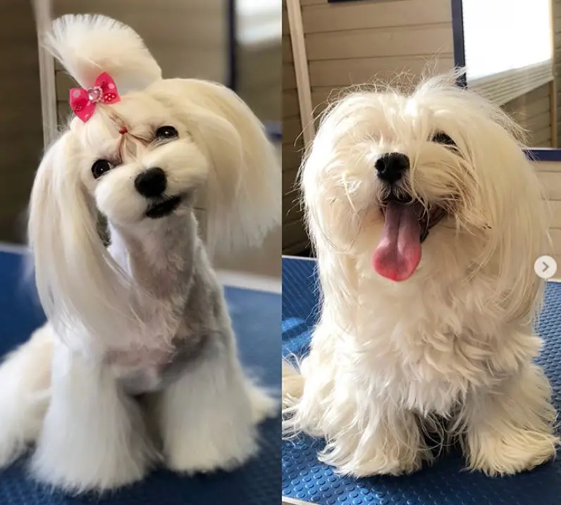 Maltese before and after photo, its grooming style involves cutting the hair of her body trimmed short while leaving hairs on its legs long and straight that drags on the grown, she also has a nice pony tail tied with pink ribbon and its ears is kept long and straight up to its neck