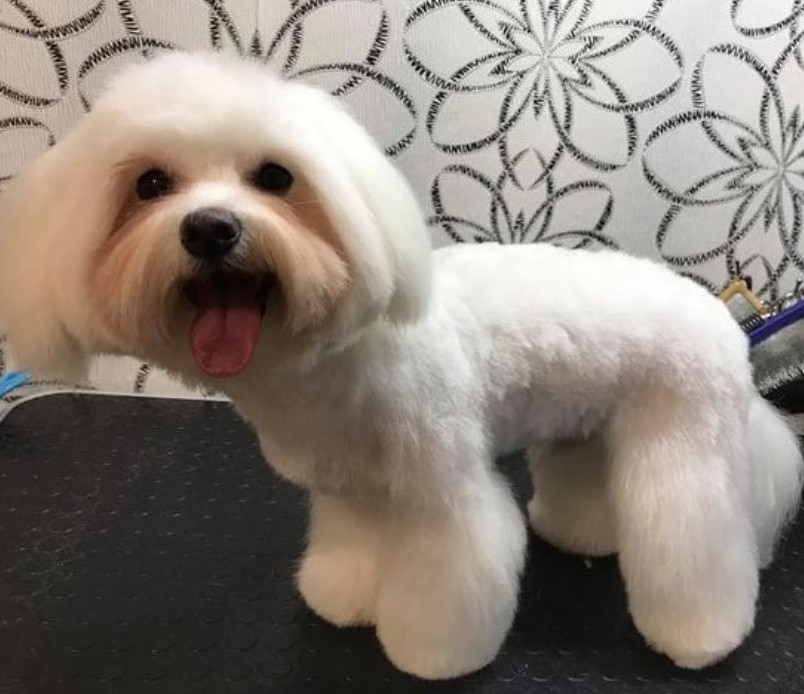 happy maltese with bob cut hairstyle while the rest of its body is trimmed short except its legs that are kept fluffy