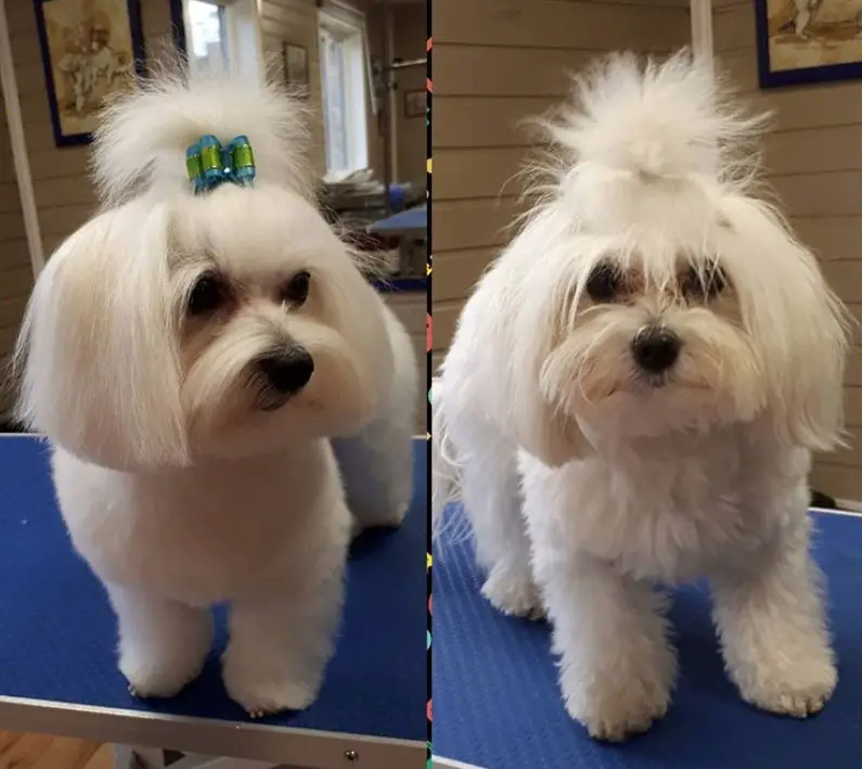 Maltese in bob cut hairstyle with a cute green ribbon pony tail on top of her head white the rest of its body's hair is cut short
